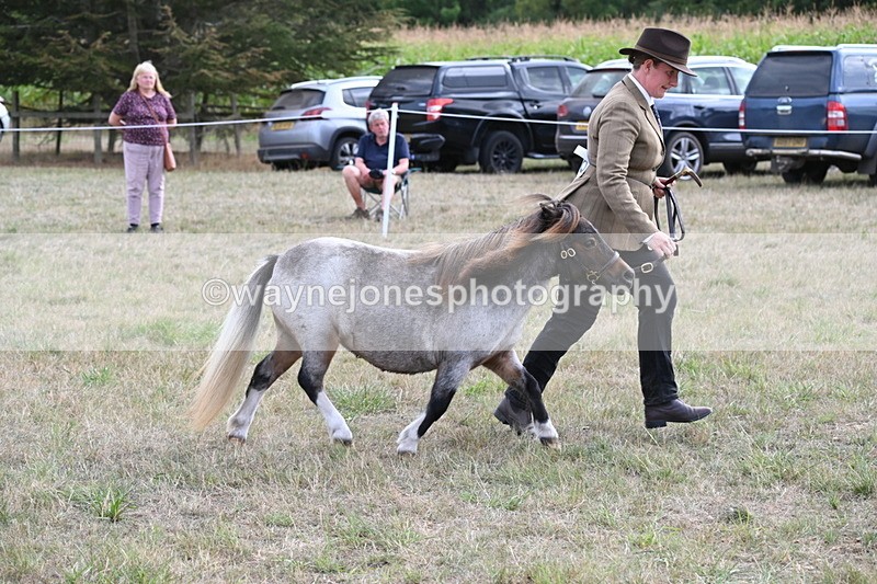WJ6_6982 - Class 21 Shetland & Mini Horses