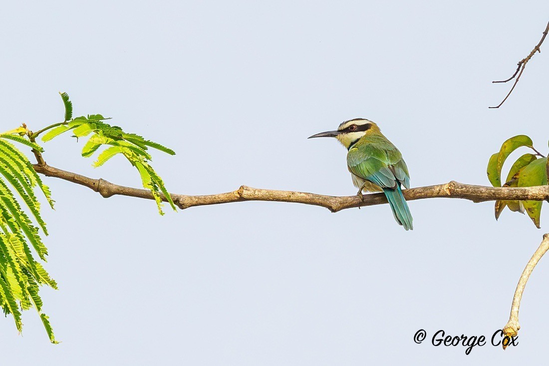 White Throated Bee-eater - Gambia 2025