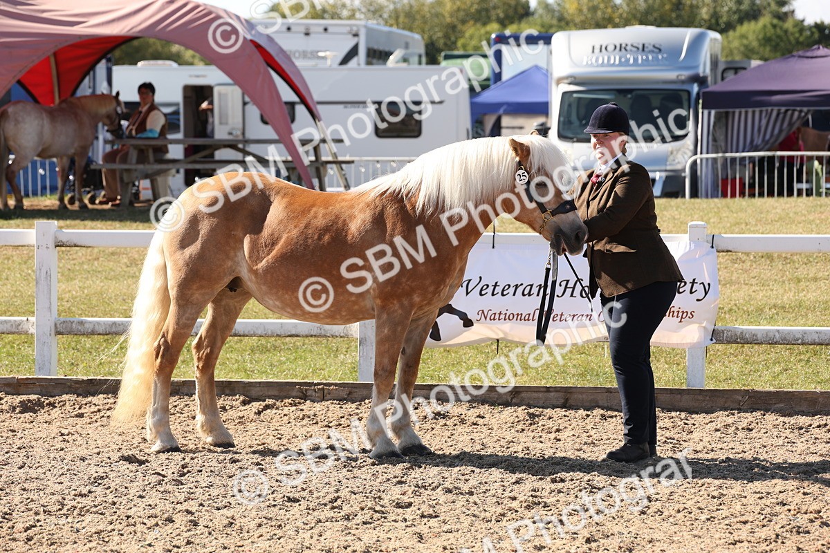 SBM_12884 - Class 206 - IH Non Show Type Pony