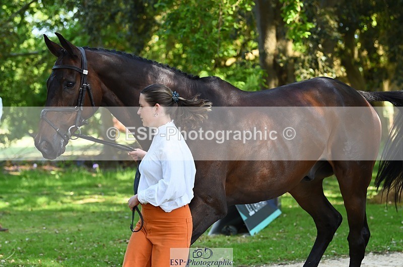 230524-161814-00827 - 263-CARWARTHEN_HARRIER-Polly_Muirhead-WEDTrotUp+DR