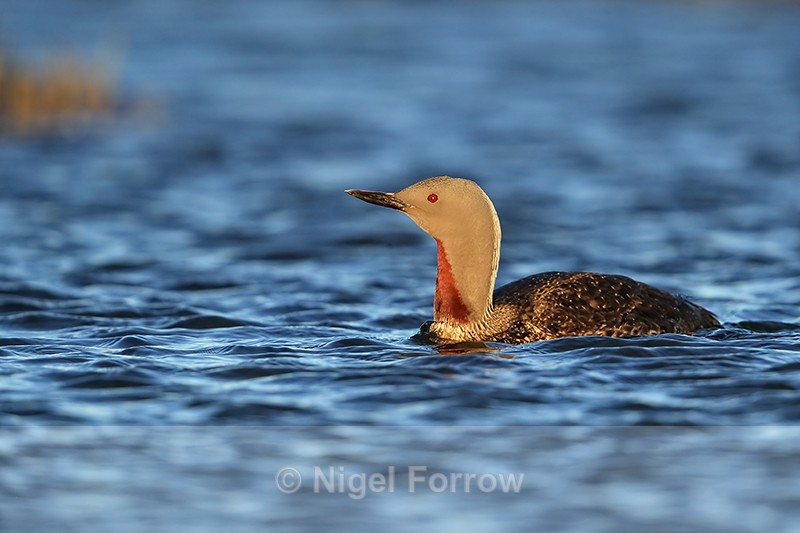 Red-throated Diver early morning, Floi, Iceland - Red-throated Diver
