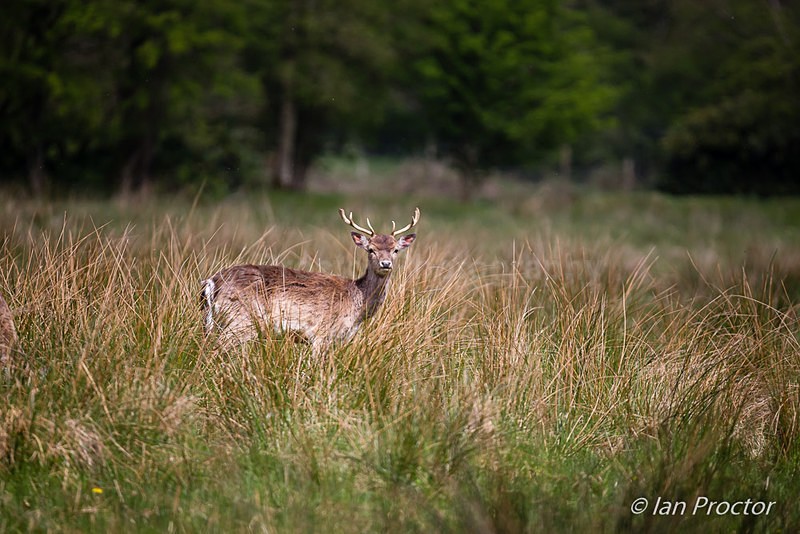 Fallow Deer in the Meadow - Nature