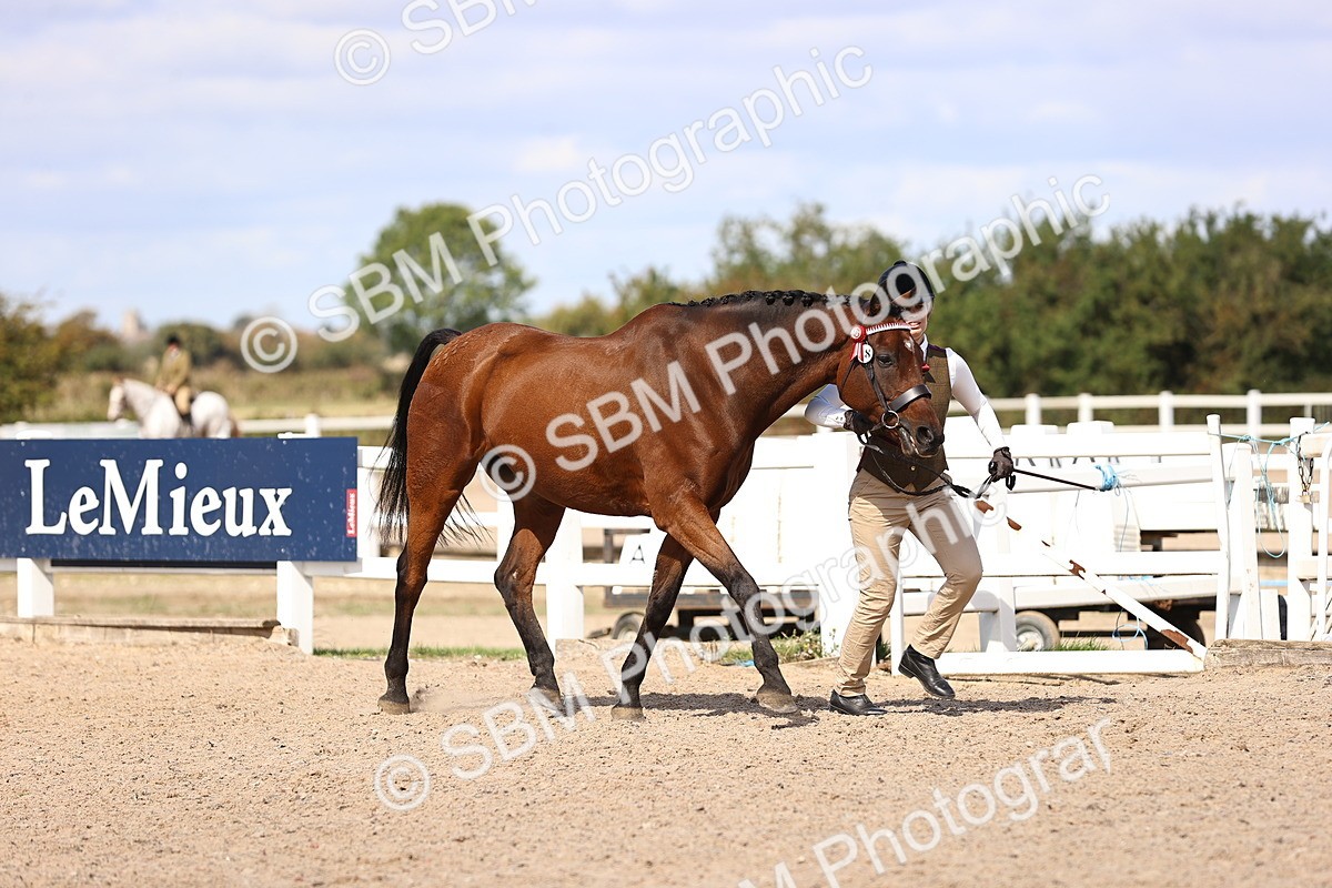 SBM_14369 - Class 412 - Handsomest Gelding (IH or Ridden)Adult