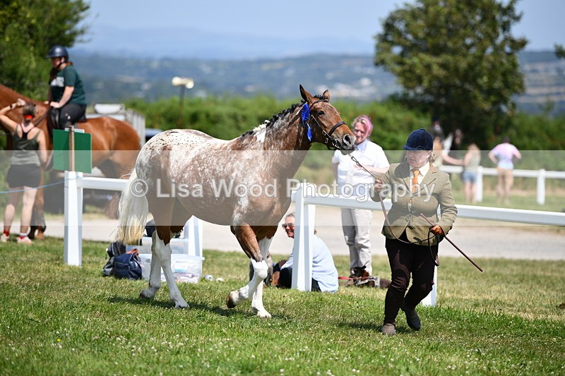 DSC_7917 - Coloured Horse In Hand Championship