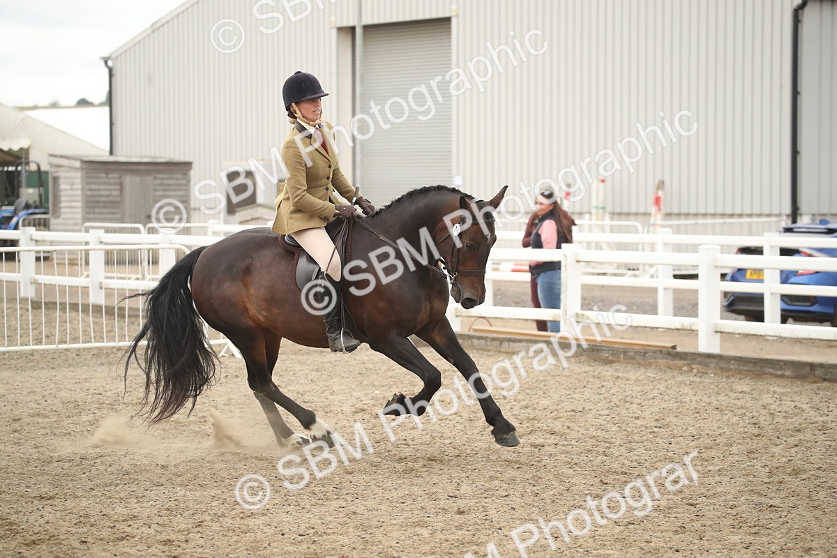 SBM_18407 - Class 509B - Working Veteran - 80cm (20+)