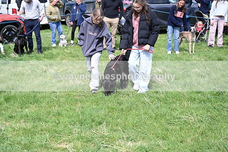 WJ6_9023 - Class 8 Best Working / Gun Dog or Bitch