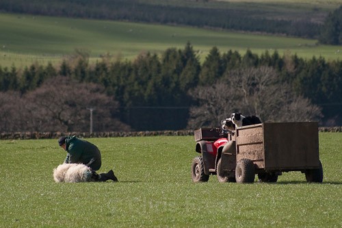 1 - The Lambing