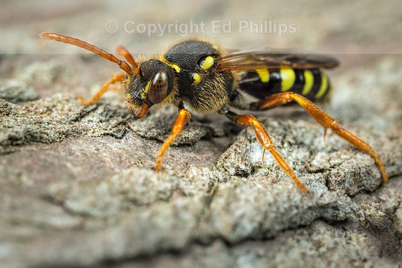 Nomada goodeniana (f)