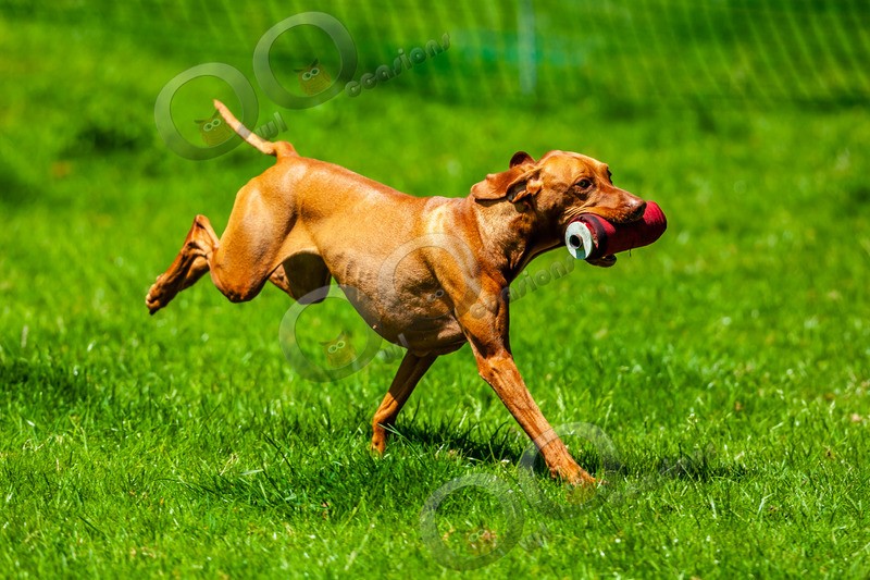 Yellow Labridor_6180 - Pet Photography