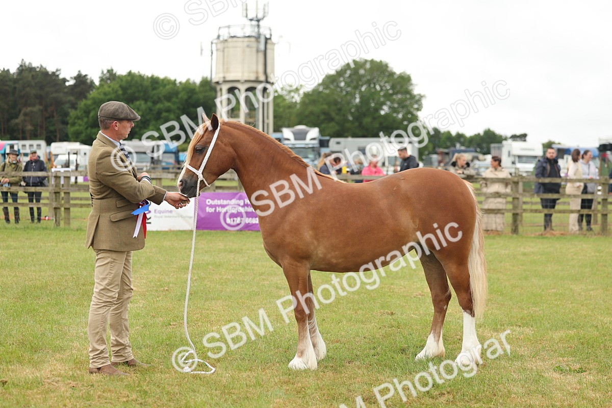 SBM_02442 - Class 50-57 - M&M Welsh Pony In Hand
