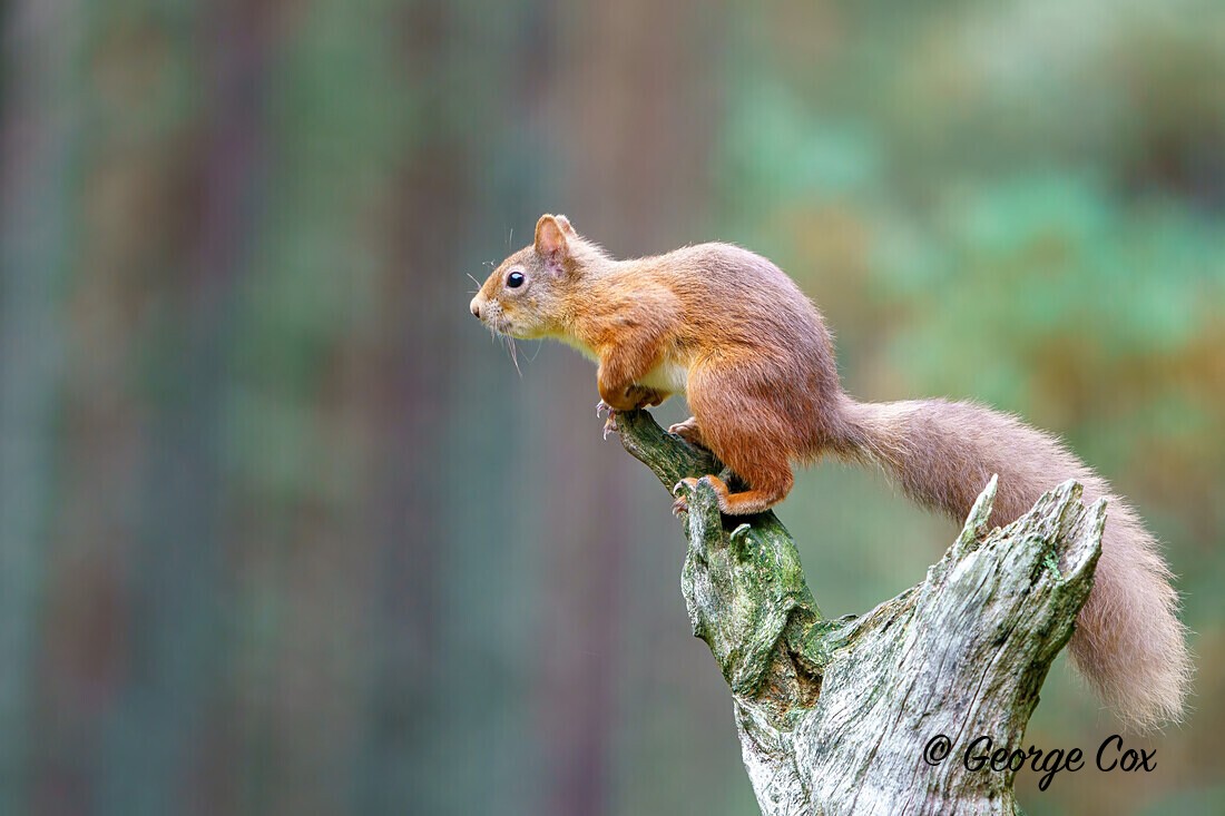Red Squirrel about to Leap - Scotland