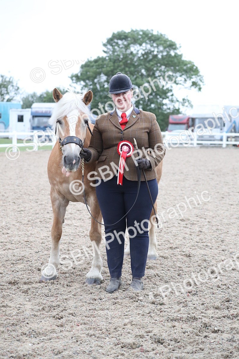 SBM_18003 - Class 317 IH Pure bred Horse/Pony