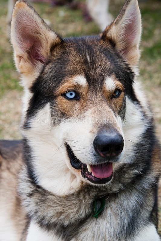 YR6M0953 (RM) - Working Dogs