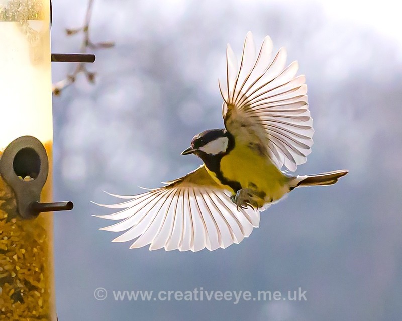 No.0047. Great Tit appraoching garden feeder - Animal world