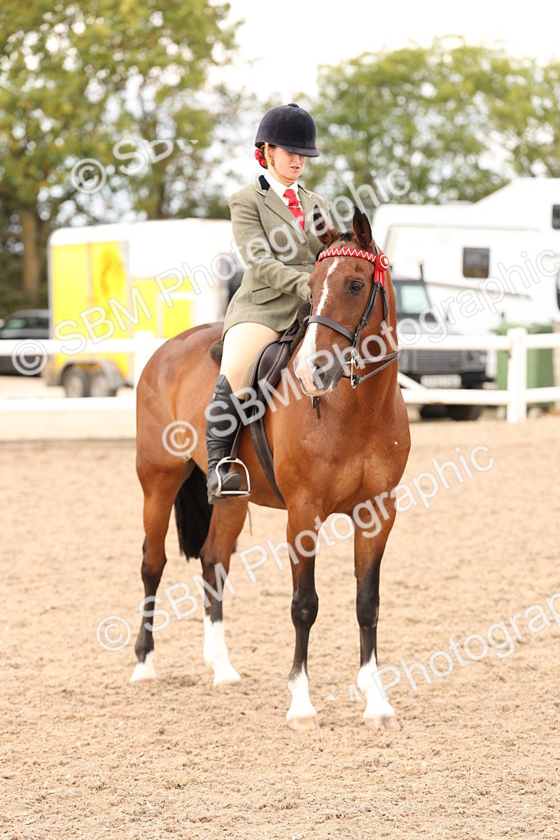 SBM_17361 - Class 214 - Ridden Hack Riding Horse