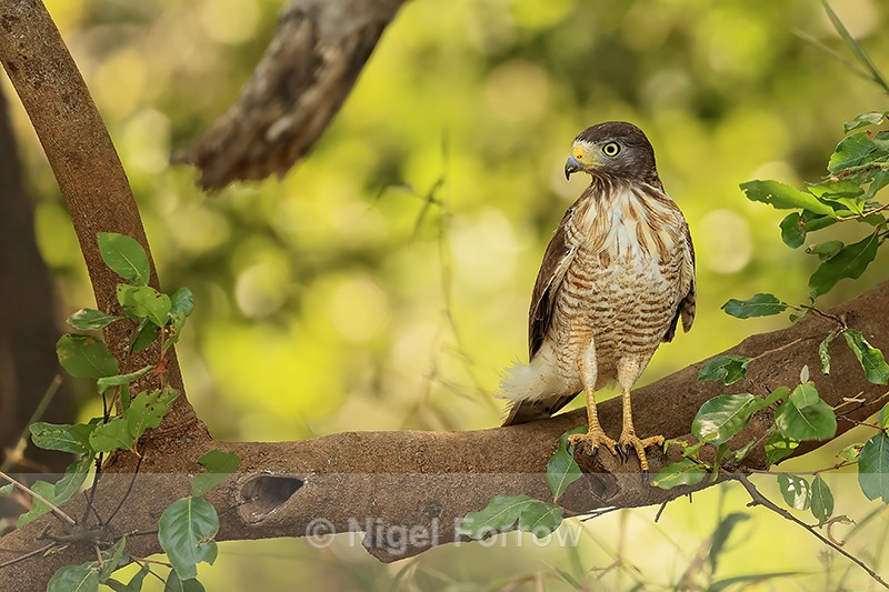 Roadside Hawk, Mato Grosso, Brazil - Roadside Hawk