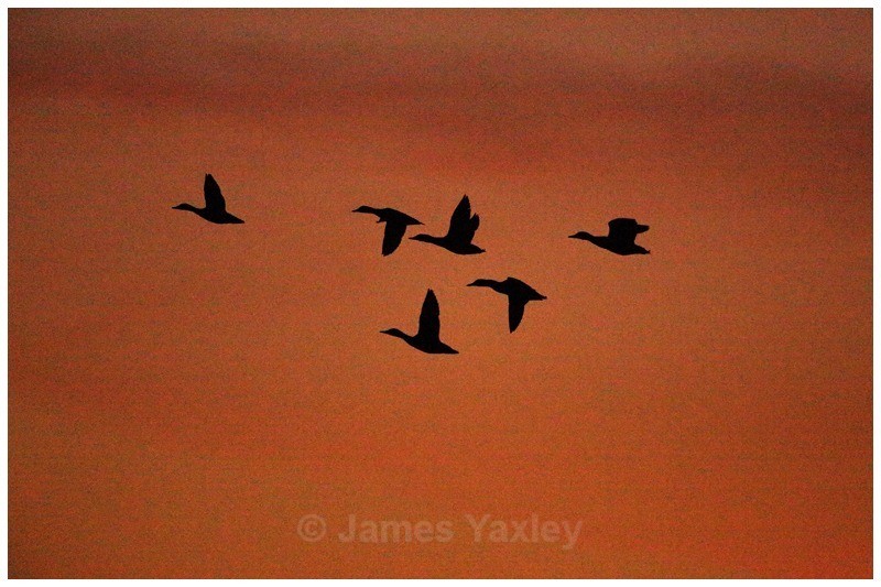 Mallards in Flight - Creative