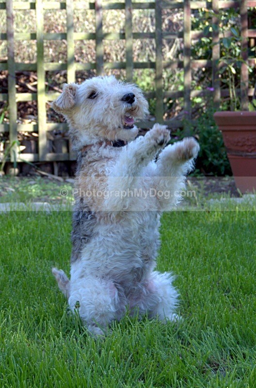  - Fox Terriers
