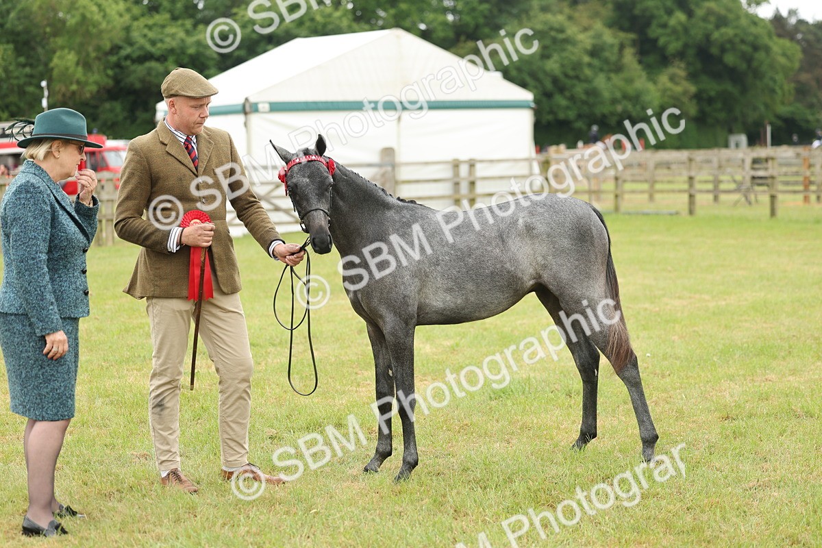 SBM_05369 - Class 68-73 - Riding Pony Breeding