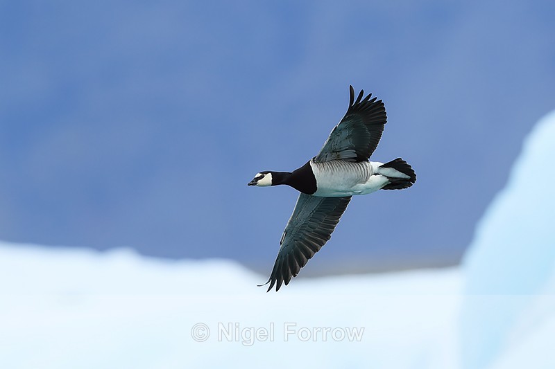 Barnacle Goose in flight, Jokulsarlon, Iceland - Barnacle Goose