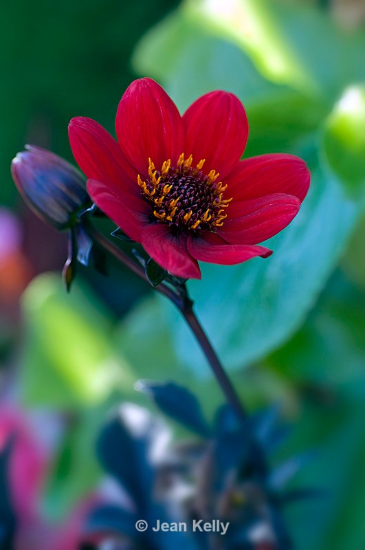 Flower (Red Dahlia) - 6698 - Red