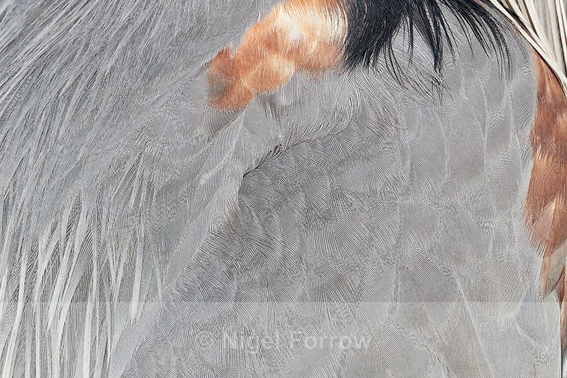 Great Blue Heron feathers close, Viera Wetlands, Florida - Great Blue Heron