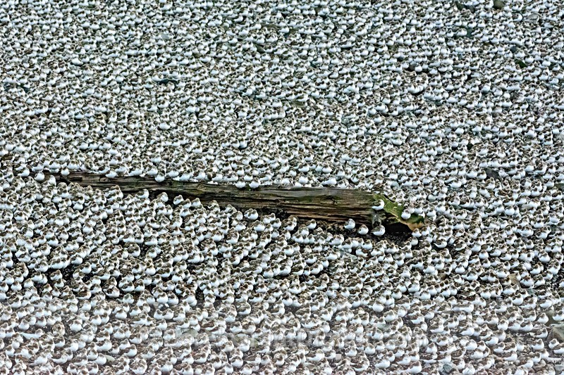 Shorebird Symposium -Semipalmated Sandpipers - Hopewell Cape NB Canada - Birds of Atlantic Canada