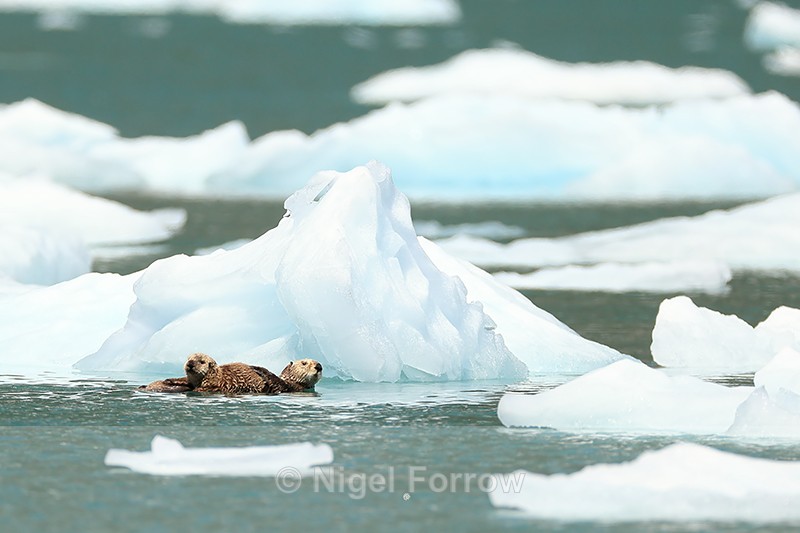 Sea Otter kit resting on adult among ice floes, Surprise Inlet, Alaska - Otter