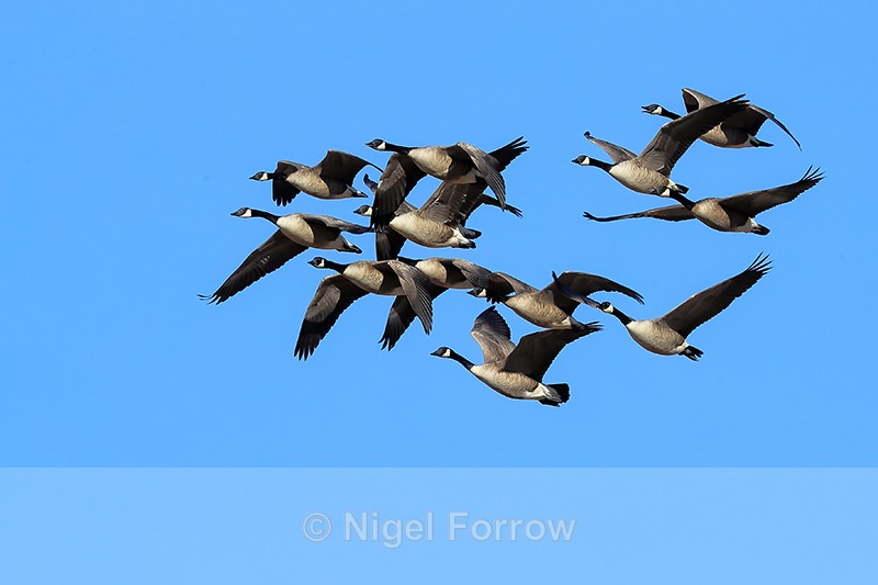 Canada Geese flying in close formation, Bosque del Apache - Canada Goose