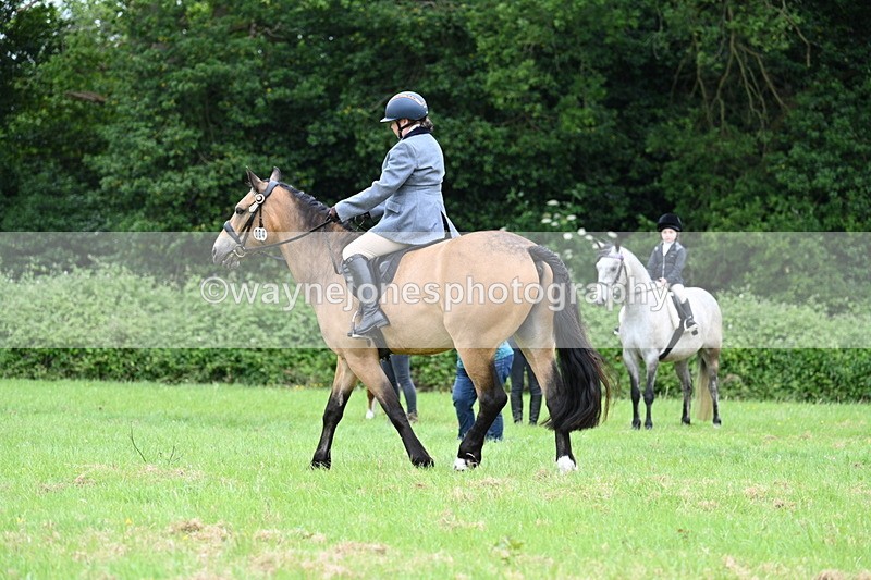 WJ7_3996 - Class 14A Handsome Gelding
