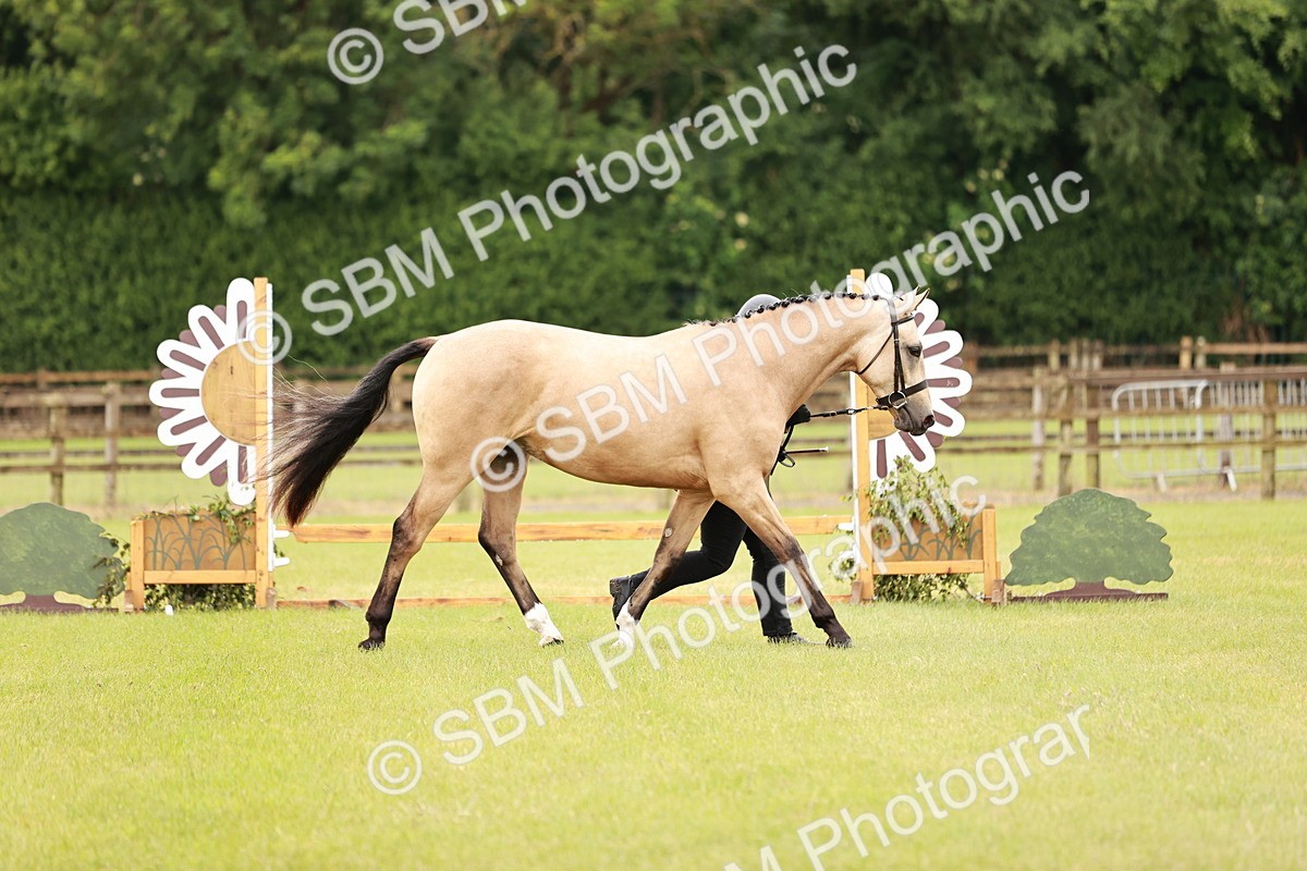SBM_00708 - Class 26-30 Sport Horse In Hand