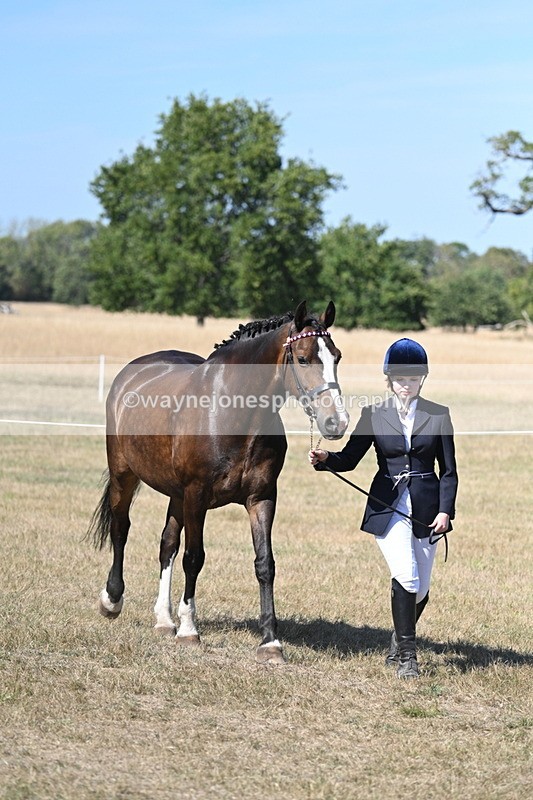 WJ7_1531 - Class 42 Most Handsome Gelding