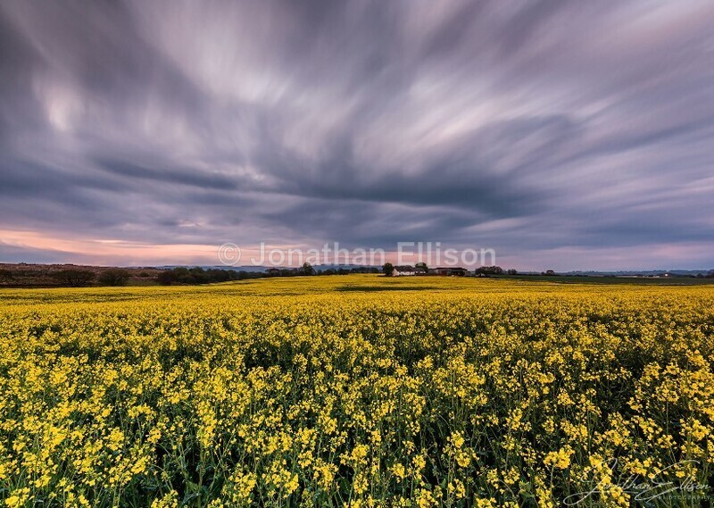 Rapeseed at Sunset - Lancashire