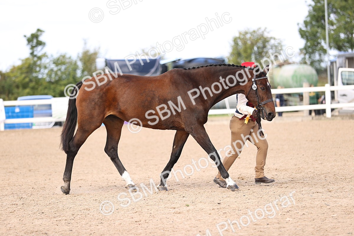 SBM_11570 - Class 407 - IH Hack-Riding Horse