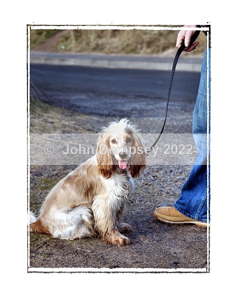 Daisy 1 - Walking the Dog