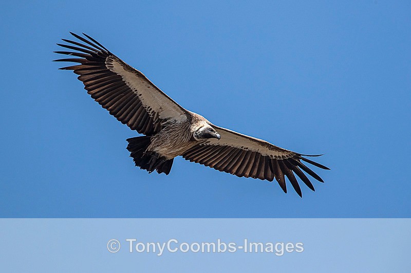 White-backed Vulture - Mara North ~ Birds