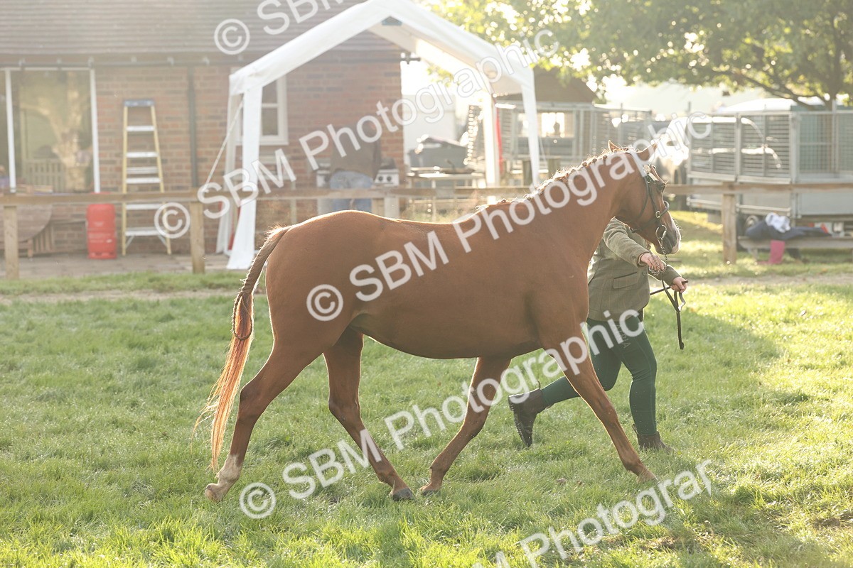 SBM_54434 - S51 - Foreign Breeds In Hand