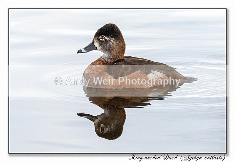 191229-7D-8E0A1739-Edit-2 - Ring-necked Duck
