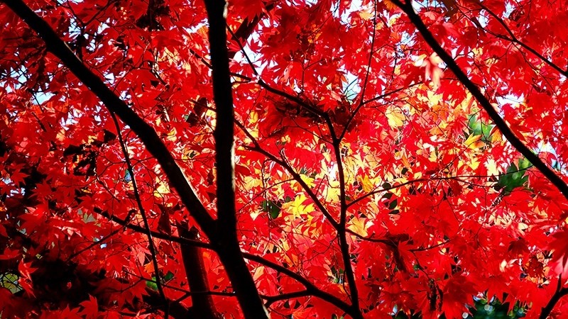 Maple Fire 4820 - Fire Element