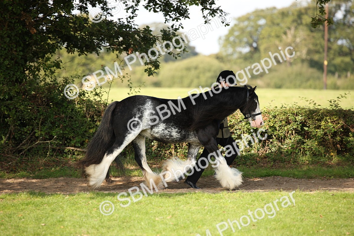 SBM_62187 - S55 - Traditional Cob In Hand