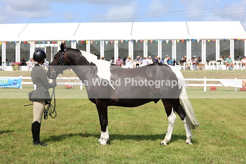 3E7A0002 - Class 5: Rising Star Lightweight/Heavyweight Cobs