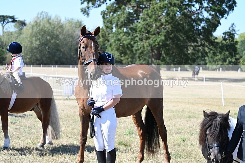 WJ7_1619 - Class 42 Most Handsome Gelding
