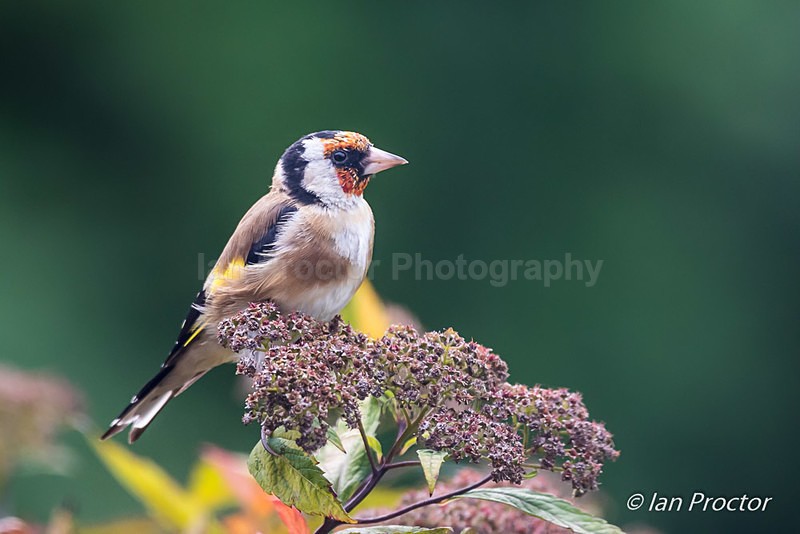 Goldfinch (Carduelis carduelis) - Nature