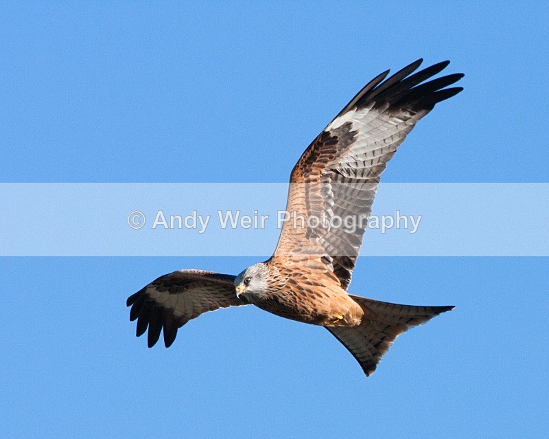 20100130-IMG_2593 129 - Red Kite