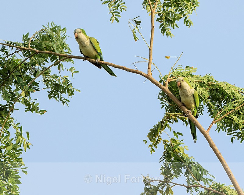 Monk Parakeets, Mato Grosso, Brazil - Monk Parakeet