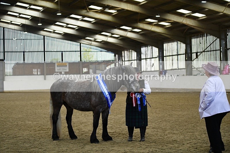 WJ5_5792 - Morning in hand Championship