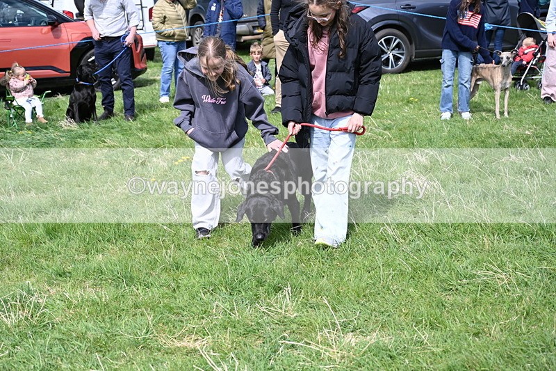 WJ6_9030 - Class 8 Best Working / Gun Dog or Bitch