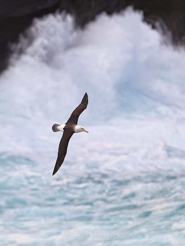 Black-browed Albatross, white surf background, West Point Island - Black-browed Albatross