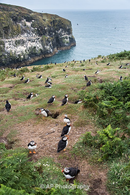 ACP_0192-1 - Puffins on Skomer Island