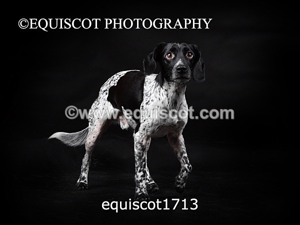 equiscot1713 - TAM